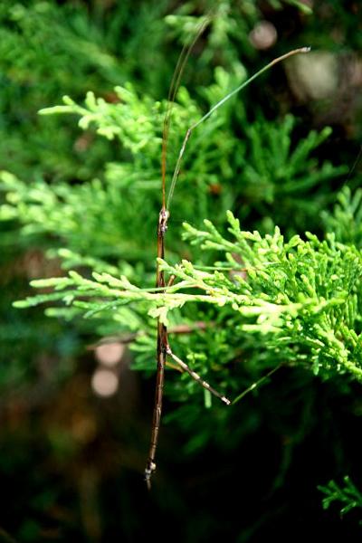 walkingstick4.jpg - He said he used to be a really fat beetle, but then went on weight watchers... I think he over did it.