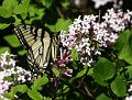 butterfly3