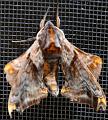 moth