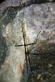 walkingstick