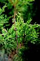 walkingstick2