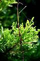 walkingstick3