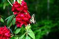 yellowswallowtail2