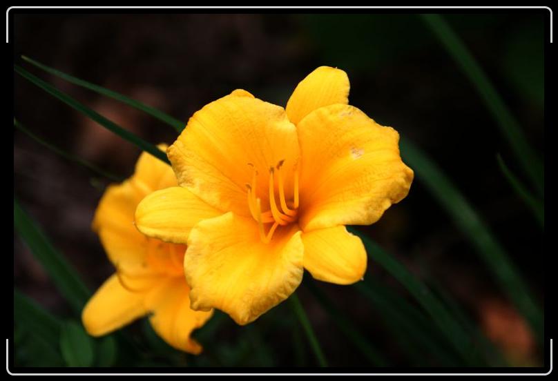 IMG_0555.jpg - I like large blossoms of radiant color.