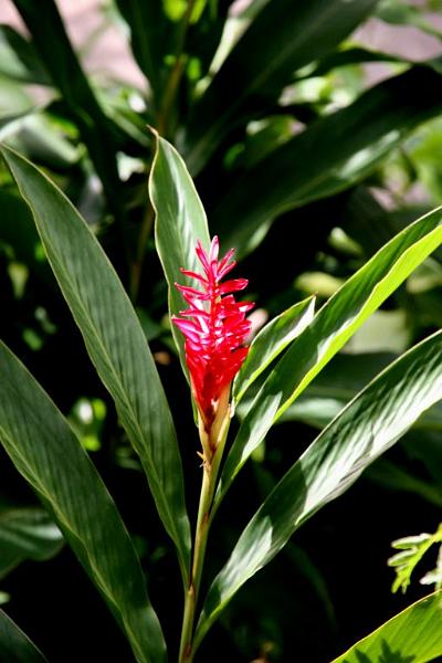 IMG_1577.jpg - This one lived outside near the orchid.