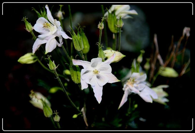 IMG_1788.jpg - I took a shot of this same columbine last year and it is now blown up to poster size and hanging on my bathroom wall.  This one also made a nice photosketch.