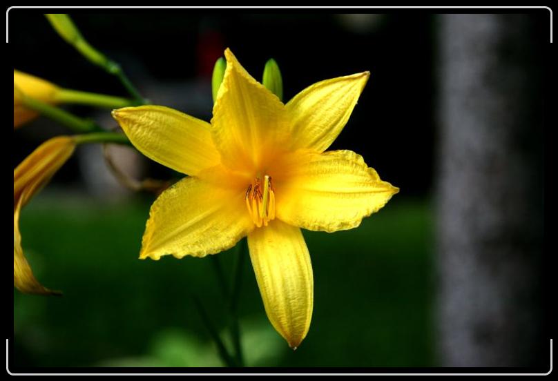 IMG_1793.jpg - Dive right in the yellow is fine...