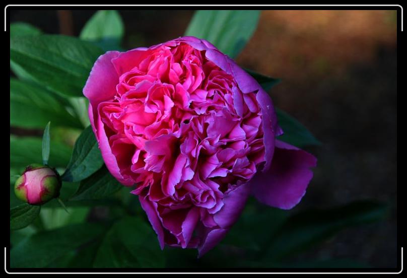 IMG_1794.jpg - This is a really big peony.