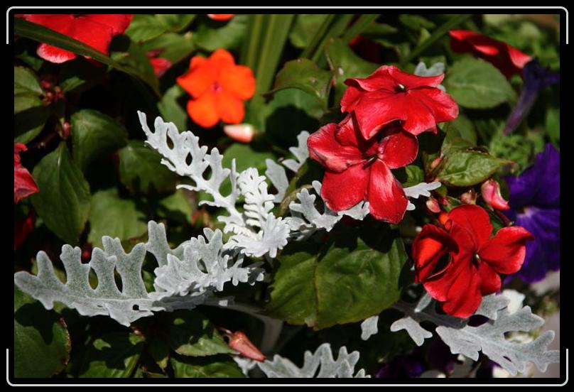 IMG_1819.jpg - This arrangement is outside my in-laws doorstep.