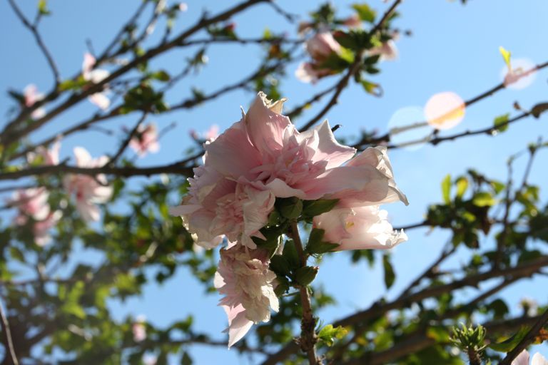 IMG_3668.jpg - Apple Blossoms make apples!