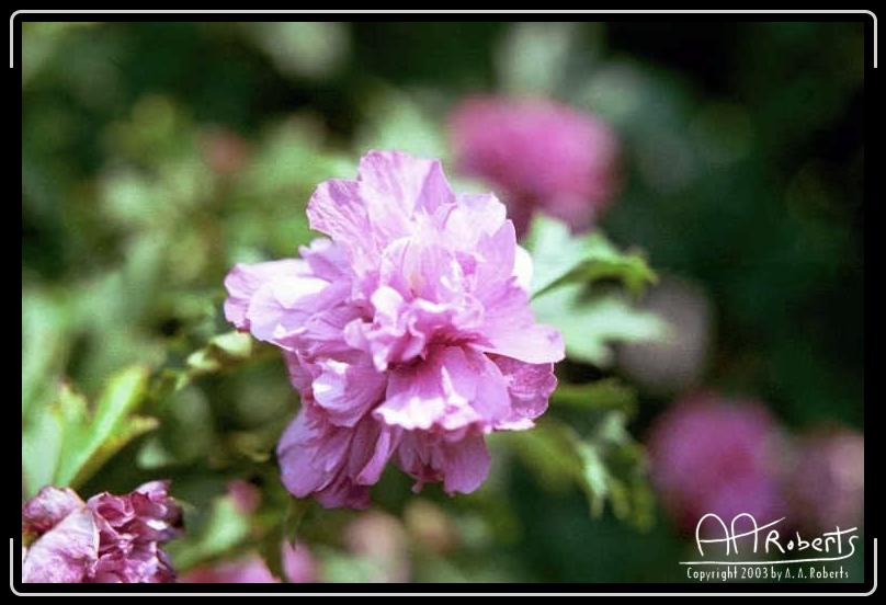 Rohdodendren.jpg - Another Rohdodendren.