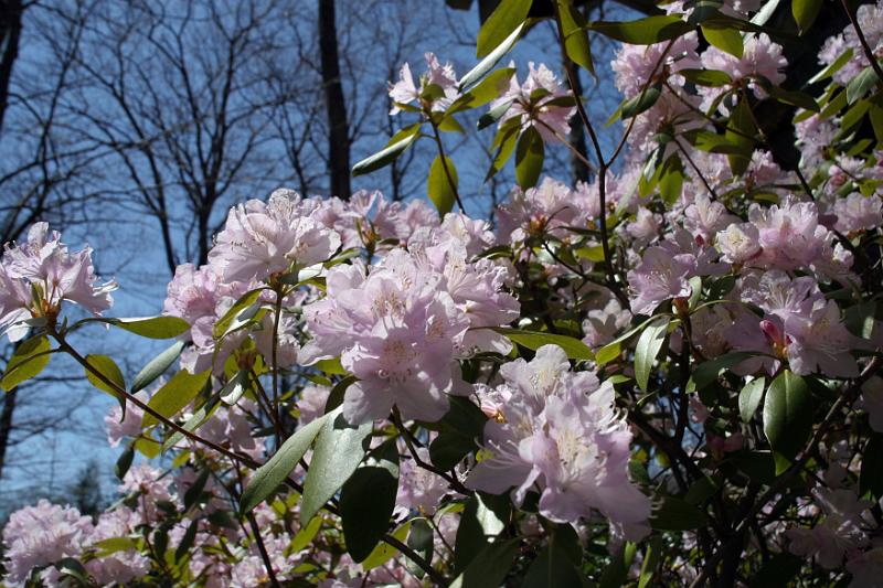Rohdodendren2.jpg - Way high rhododendron.