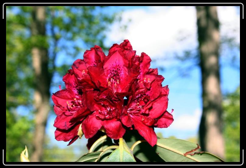 Rohdodendren3.jpg - Again...