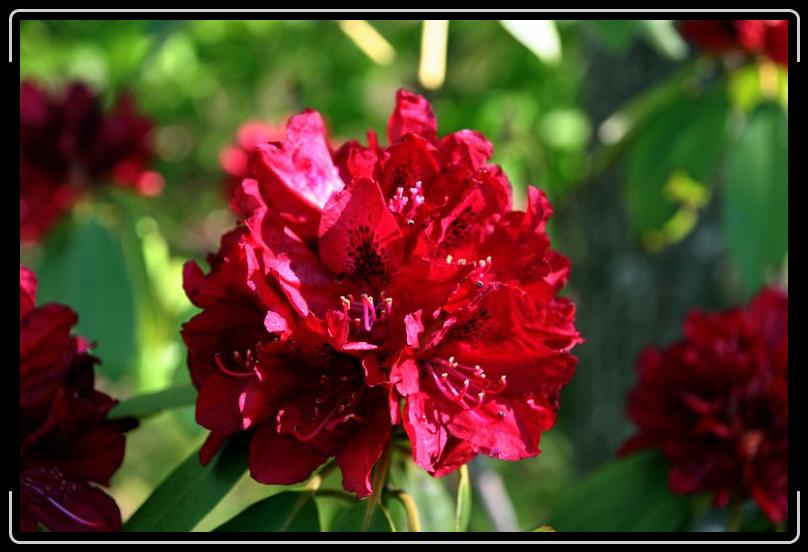 Rohdodendren4.jpg - Rhododendron surrounded by green...