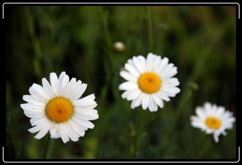 daisy1.jpg - Daisy, daisy, give me your answer true...