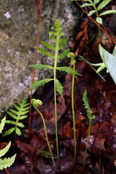 fern1.jpg - Ferns are so cool.