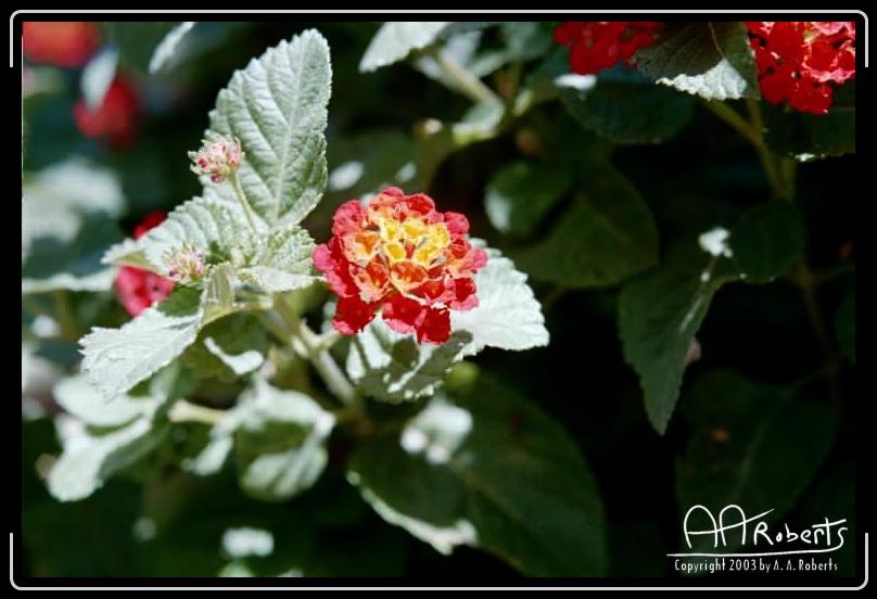 flowers2.jpg - Arizona Reds and Yellows