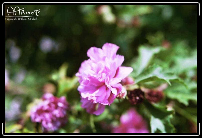 flowers3.jpg - More Rohdodendrens