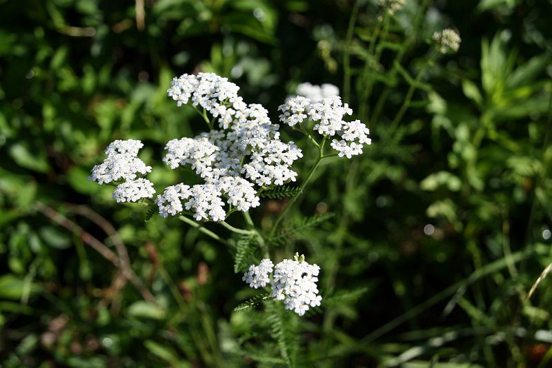 lace1.jpg - Queen Anne's lace stands tall and proud.