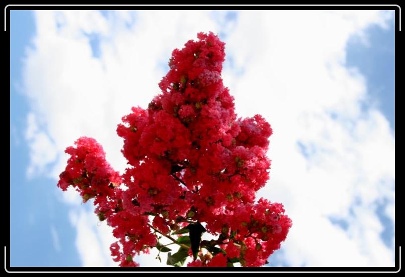 myrtle1.jpg - Say hello to Myrtle.