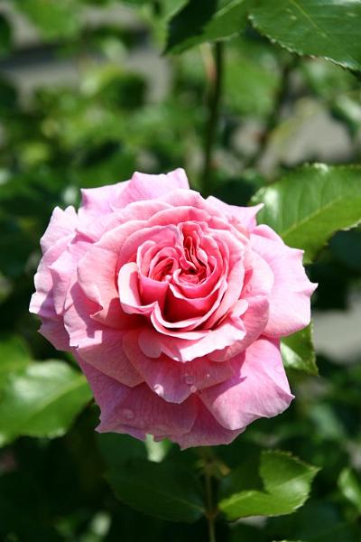 pinkrose.jpg - A rose by any other name would smell as sweet... yeah... right... whatever.