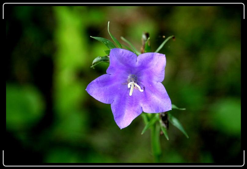 purplestar.jpg - Purple star...