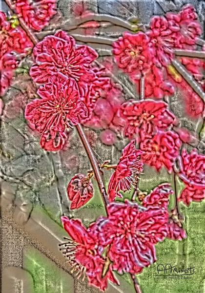 weepingpear.jpg - Weeping Pear Photosketch