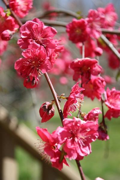 weepingpear2.jpg - Weeping Pear.