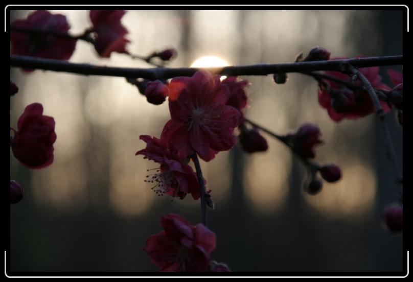 wp1.jpg - Weeping pear in the morning again.