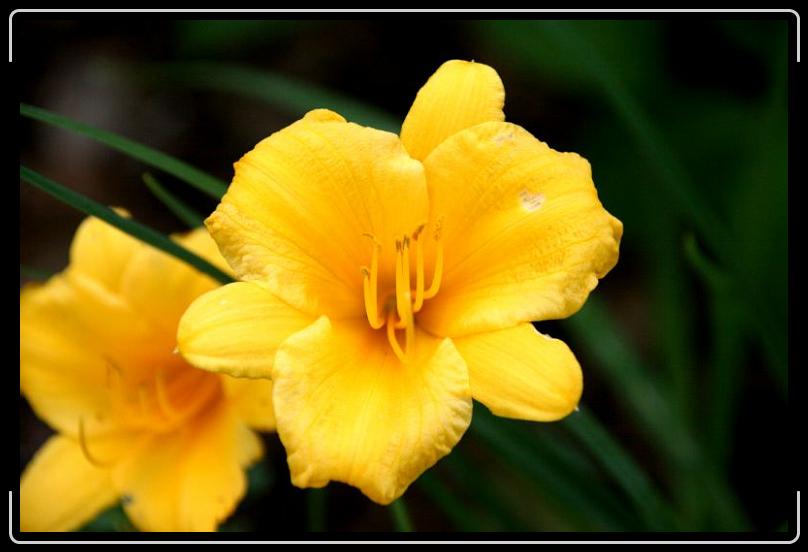 yellowtwolips.jpg - Yello two lips... I mean tulips.