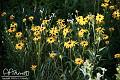 Daisies