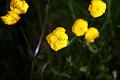 buttercup