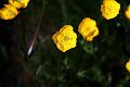 buttercup2