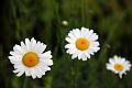 daisy1
