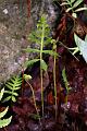 fern1
