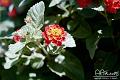 flowers2