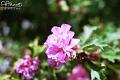 flowers3