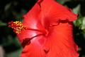 hibiscus1