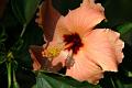 hibiscus2