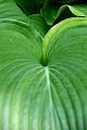 hosta1