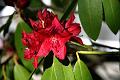 rhododendron1