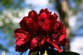 rhododendron2