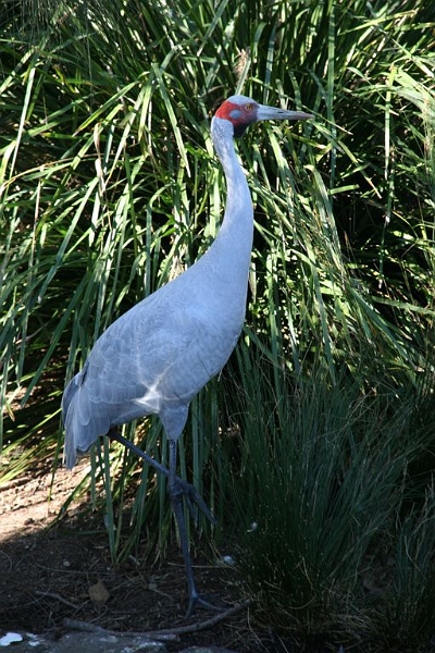 IMG_2036.jpg - This guy was about four feet tall.