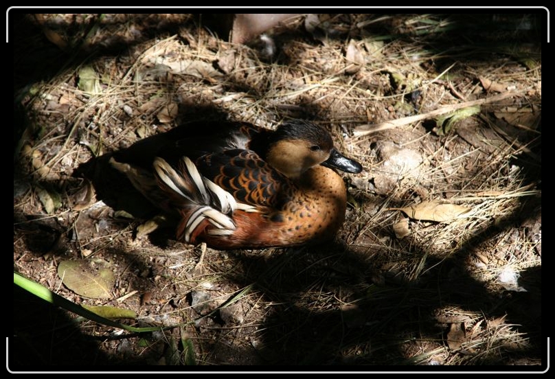 IMG_2043.jpg - Another duck just hanging out.