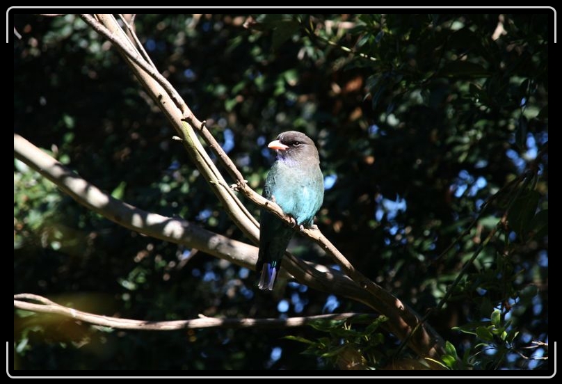 IMG_2110.jpg - This guy was OUTSIDE the zoo on a branch.