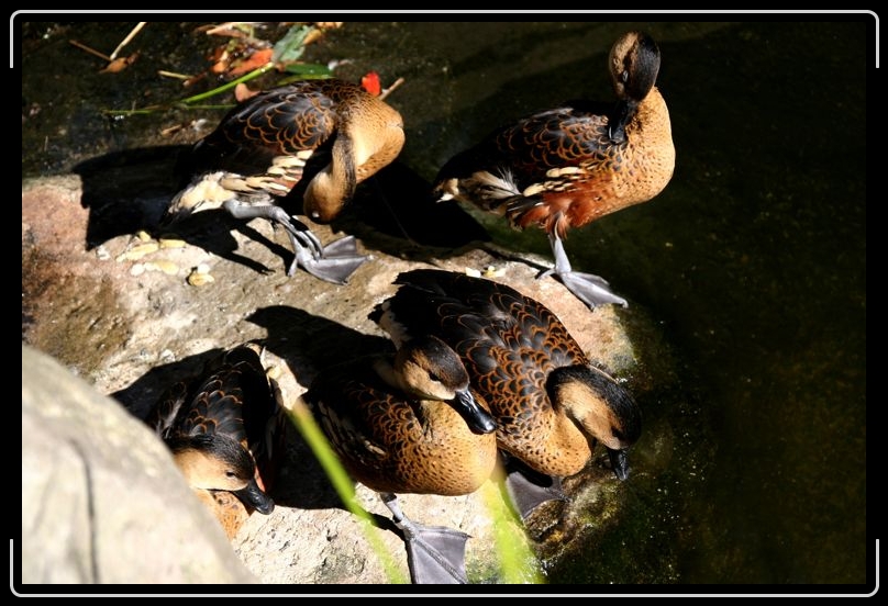 IMG_2115.jpg - Ducks on the pond.