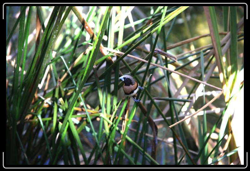 IMG_2120.jpg - This little guy was a poser.