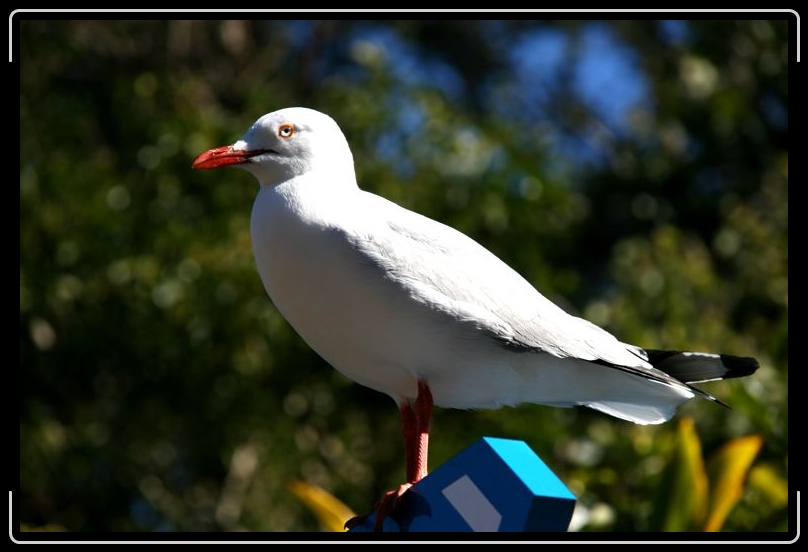 IMG_2146.jpg - I find there seagulls are a little smaller than the Northeastern American kind and a little prettier too.