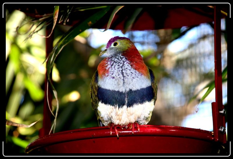 IMG_2164.jpg - A rather colorful chap indeed.