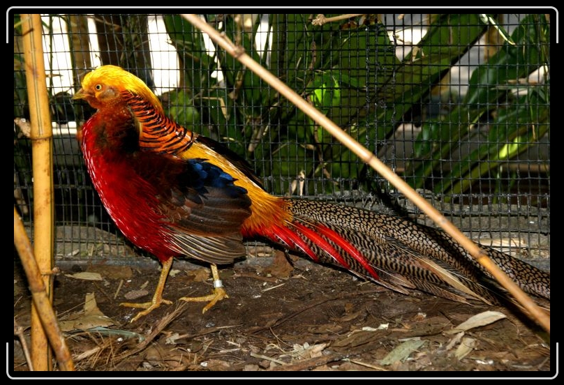 IMG_2173.jpg - This one liked strutting his stuff.